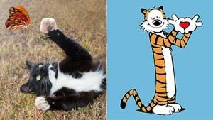 Illustration for article titled Cats vs. Dogs: Here Are Your Ferocious Final Four!